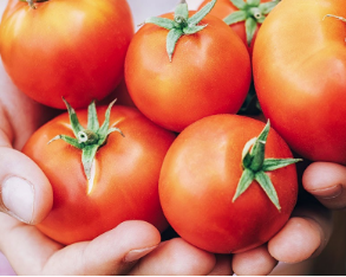 Frische, Farbe und Güte: die Pomìto Tomate ist die Königin des Sommers
